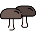 shiitake