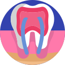 premolar icon