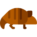 armadillo