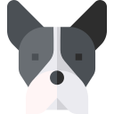 boston terrier 