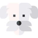 bichón frisé icon