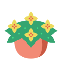 begônia 