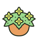 begônia 