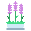 lavanda icon