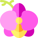 orchidée 