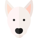 bull terrier