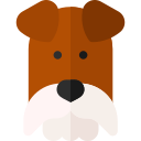 foxterrier 