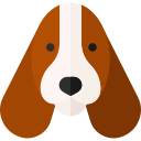 basset hound