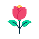 rosa icon
