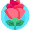 rosa icon