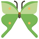 mariposa