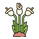 lirio icon