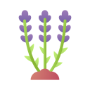 lavanda 