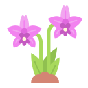 orquídea 