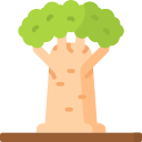 baobab