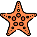 estrella de mar 