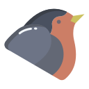 robin icon