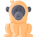 orangotango 