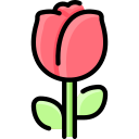 rosa