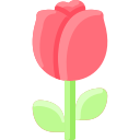 rosa