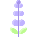 lavanda 