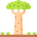 adansonia icon