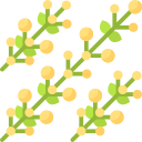 acacia dorada 