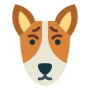 basenji