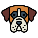boxer 