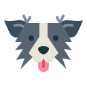 border collie