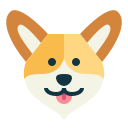 corgi