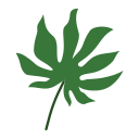 ginkgo biloba icon