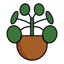 planta de dinero chino icon