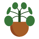 planta de dinero chino icon