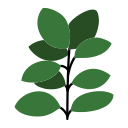 ficus icon