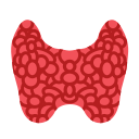glande thyroïde 