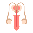 Reproductive system 