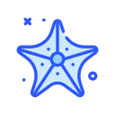 estrellas de mar 
