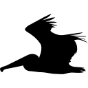 pelican fliegende seite silhouette 