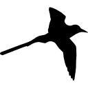 forma de pájaro tropical de cola larga 