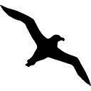 vogelalbatros fliegende form 