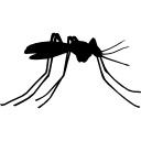 mosquito inseto vista lateral 