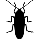 cucaracha 