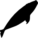 Right Whale Silhouette
