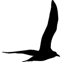 Gull bird flying shape 