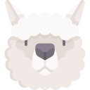 alpaca