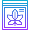 marijuana