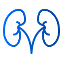 Kidney - free icon