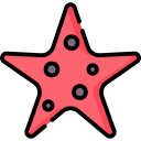 estrella de mar 