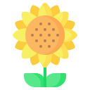 girasol